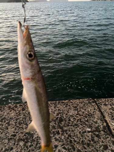 カマスの釣果