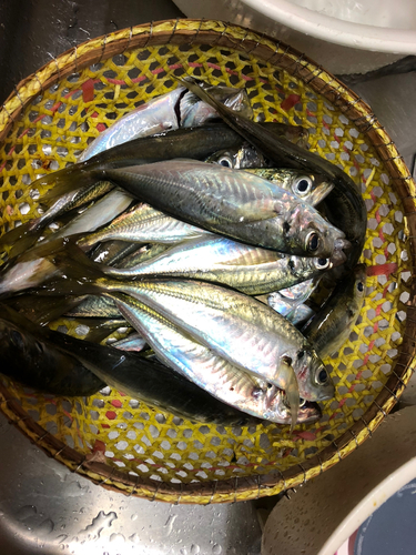 アジの釣果