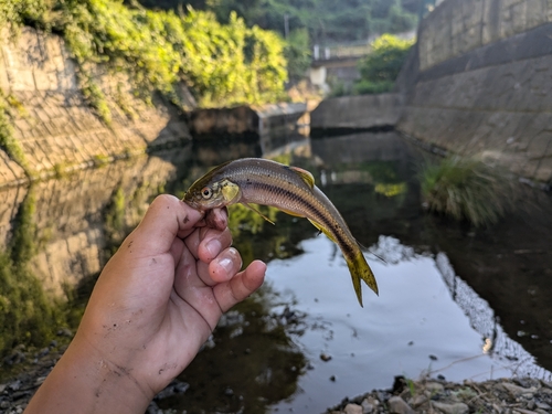 カワムツの釣果