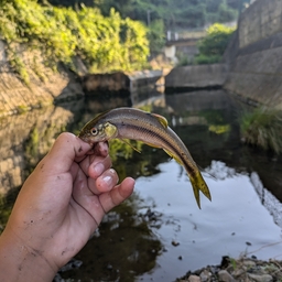 カワムツ