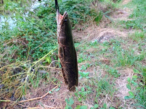 ライギョの釣果