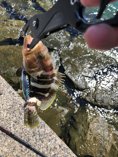 アオハタの釣果