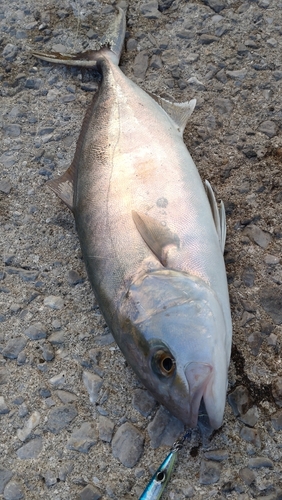 ネイリの釣果