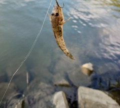 ハゼの釣果