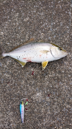 イナダの釣果