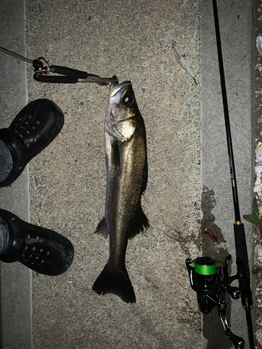 シーバスの釣果