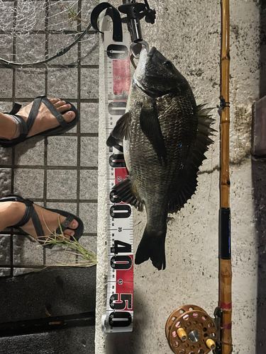 チヌの釣果