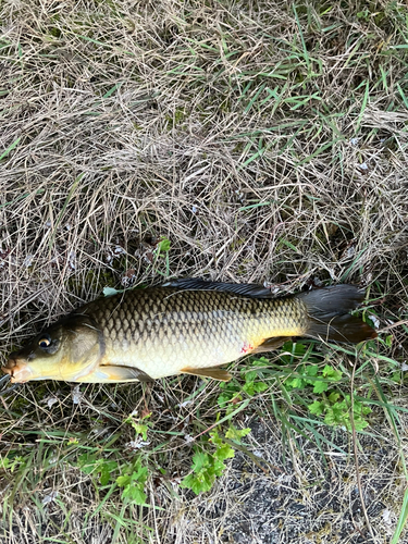 釣果