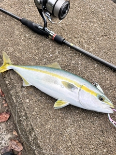 ヤズの釣果