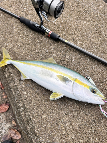 ヤズの釣果