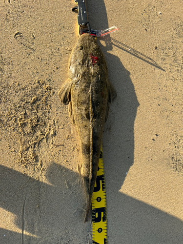 マゴチの釣果