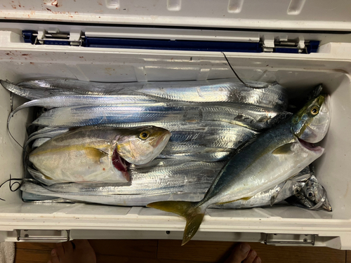 タチウオの釣果