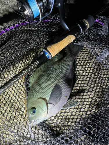 メジナの釣果