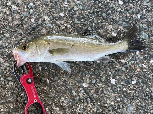 セイゴ（マルスズキ）の釣果