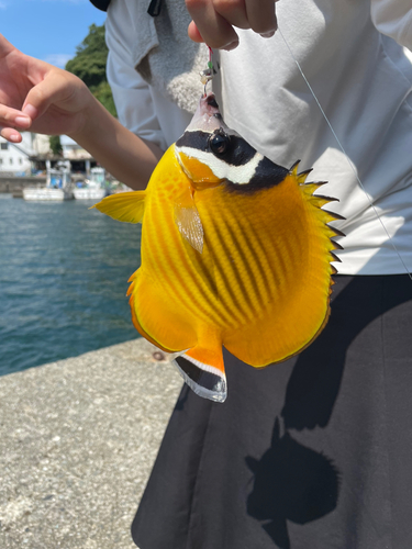 チョウチョウウオの釣果