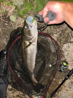 スズキの釣果