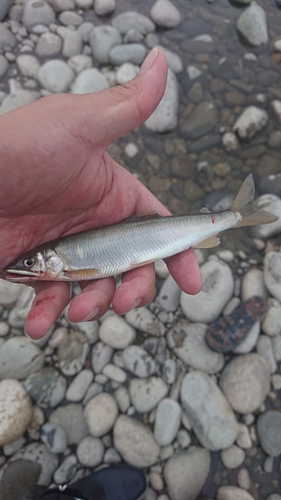 アユの釣果