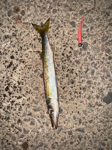 カマスの釣果