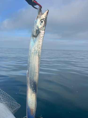 シイラの釣果