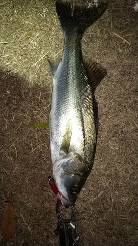 フッコ（マルスズキ）の釣果