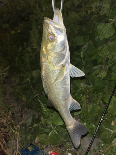 セイゴ（マルスズキ）の釣果