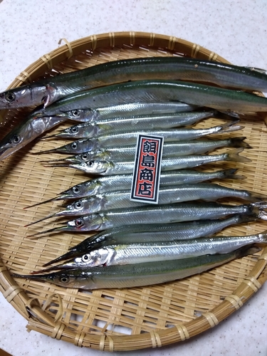 サヨリの釣果