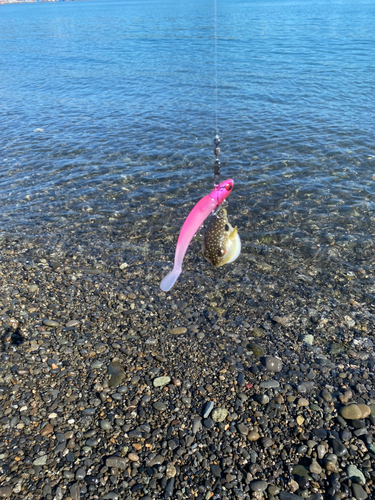 フグの釣果