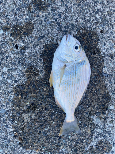 ヘダイの釣果