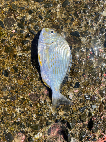 ヘダイの釣果