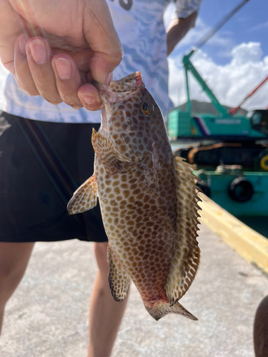 ショッコの釣果