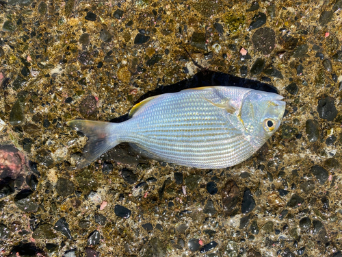 ヘダイの釣果