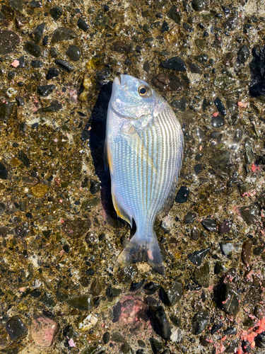 ヘダイの釣果