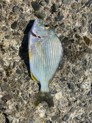 ヘダイの釣果