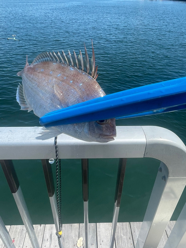 チャリコの釣果