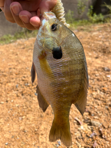 ブルーギルの釣果