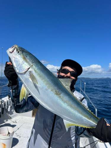 ブリの釣果