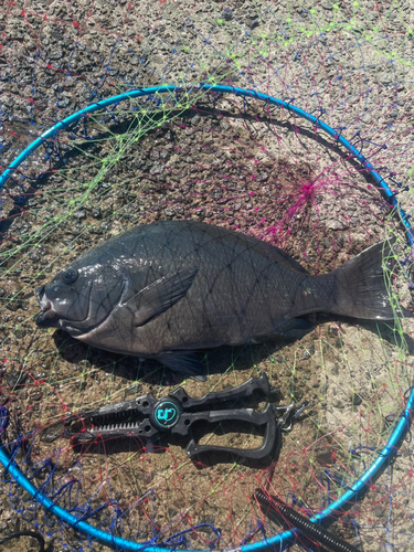 メジナの釣果