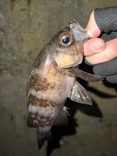 シロメバルの釣果