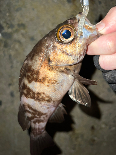 シロメバルの釣果