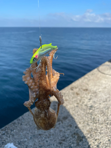 タコの釣果