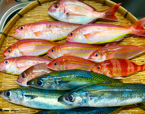 イトヨリダイの釣果