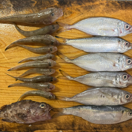 アジの釣果