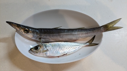 カマスの釣果