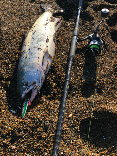 サケの釣果