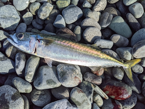 マサバの釣果