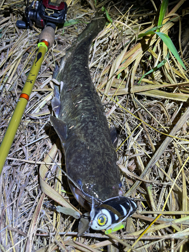 ナマズの釣果