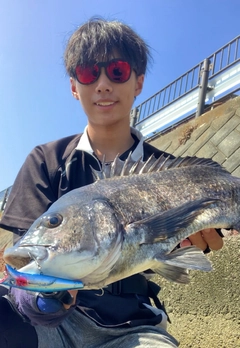 チヌの釣果