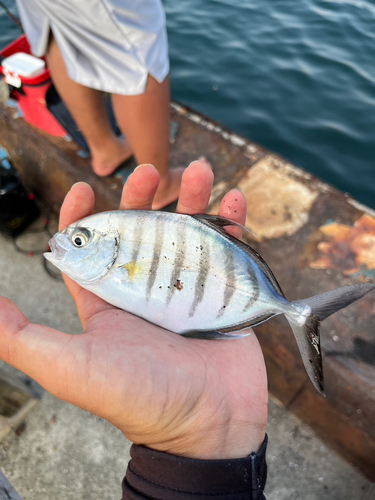 クロヒラアジの釣果