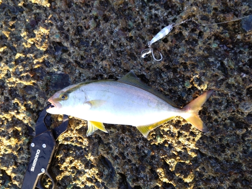 ショゴの釣果