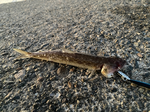 エソの釣果